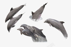 海豚表演各种海豚合集高清图片