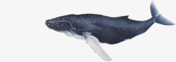 鱼插图庞大鲸鱼高清图片