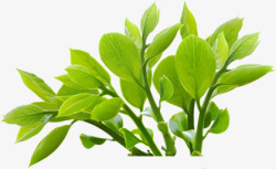 绿色新鲜春茶茶叶素材