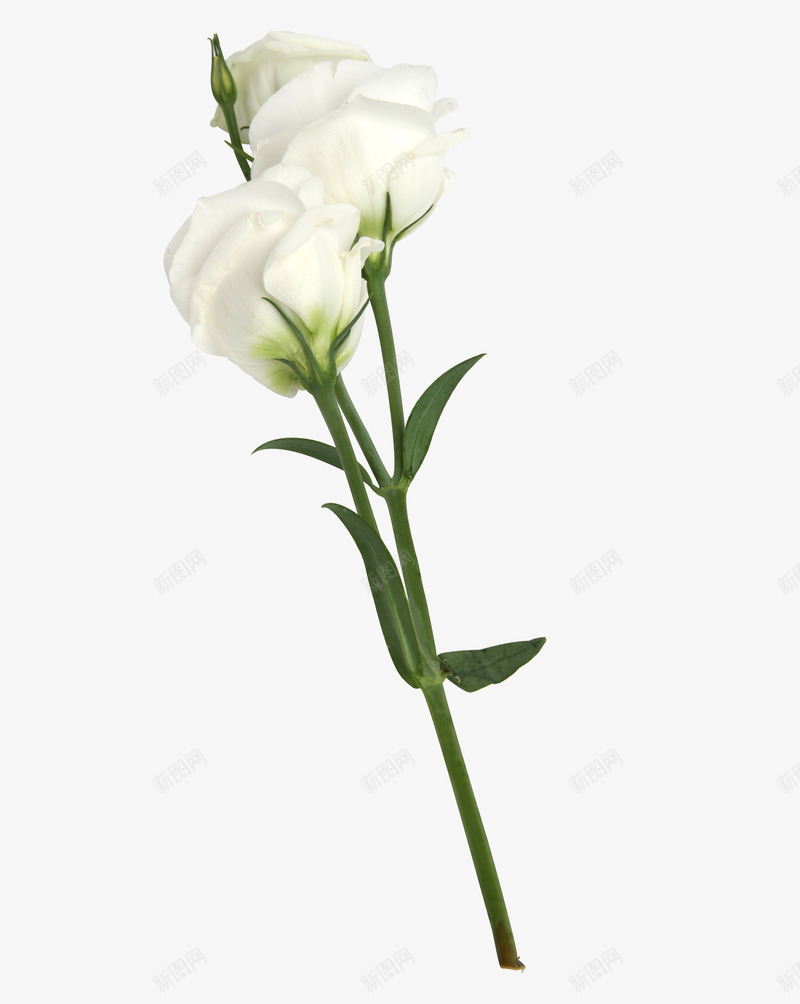 几朵白玫瑰png免抠素材_新图网 https://ixintu.com 三朵 玫瑰 白色 花朵