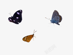 三只飞舞的蝴蝶素材