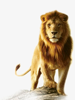 公狮子非洲雄狮高清图片