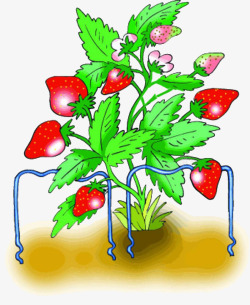 丰收草莓树叶子梗草莓树生长高清图片