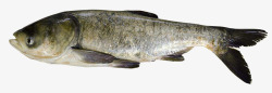大型鱼类鳙鱼胖头鱼水产大型鱼类高清图片