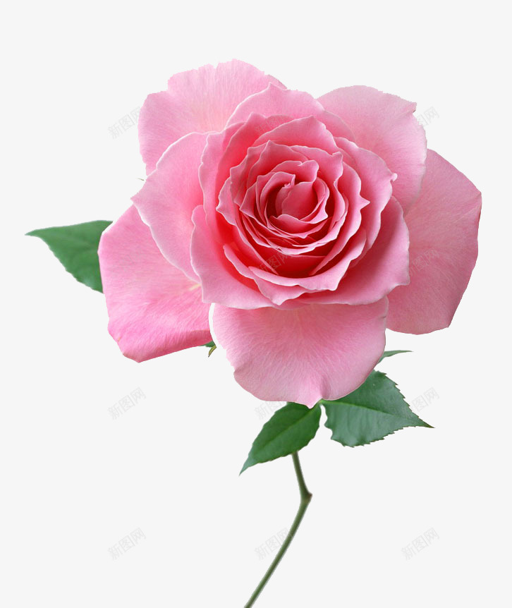 粉色的月季花png免抠素材_新图网 https://ixintu.com 月季 植物 玫瑰 花朵 花瓣