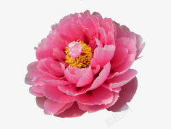 粉色牡丹花的艺术素材