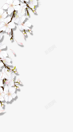 樱花白色花朵装饰素材