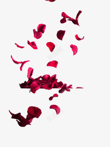 红色玫瑰花瓣漂浮装饰png免抠素材_新图网 https://ixintu.com 漂浮 玫瑰 红色 花瓣 装饰