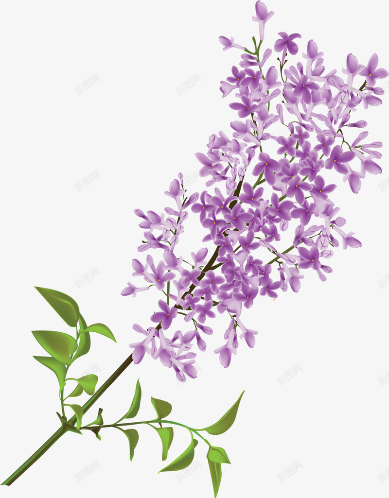 紫色丁香花手绘画png免抠素材_新图网 https://ixintu.com 彩绘 植物 紫色素材 绿叶 花朵