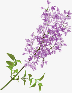 紫色丁香花手绘画素材