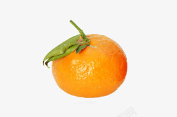人工栽培一个黄色的橘子图高清图片