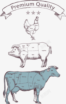 猪肉分类手绘动物分区高清图片