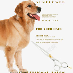 动物宣传单宠物店宣传单狗狗高清图片
