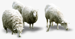 草原绵羊春天绵羊草原动物高清图片