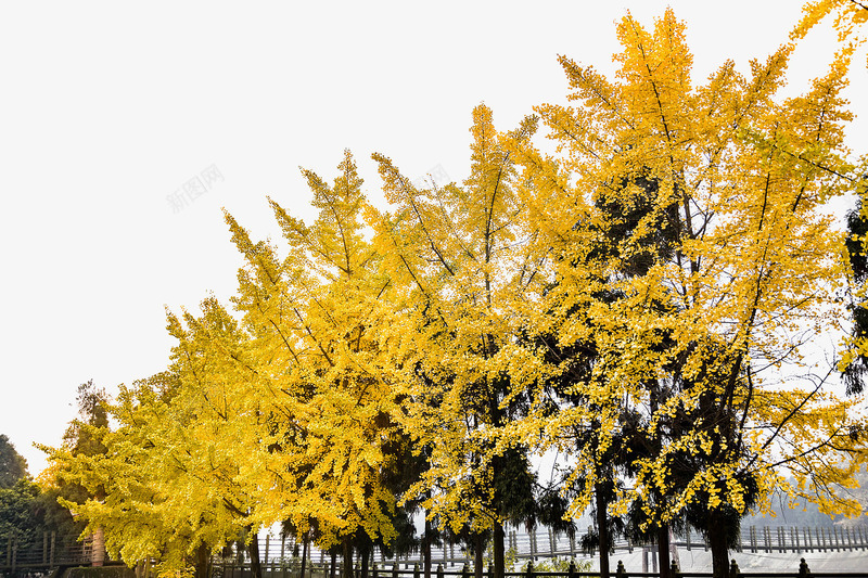 黄色银杏树png免抠素材_新图网 https://ixintu.com 树木 背景装饰 银杏树 风景画 黄色树木