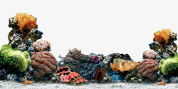 彩色珊瑚彩色珊瑚高清图片