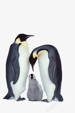 伟大的父爱象征性企鹅家庭高清图片