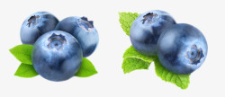 笃实物蓝色带叶子野生蓝莓高清图片