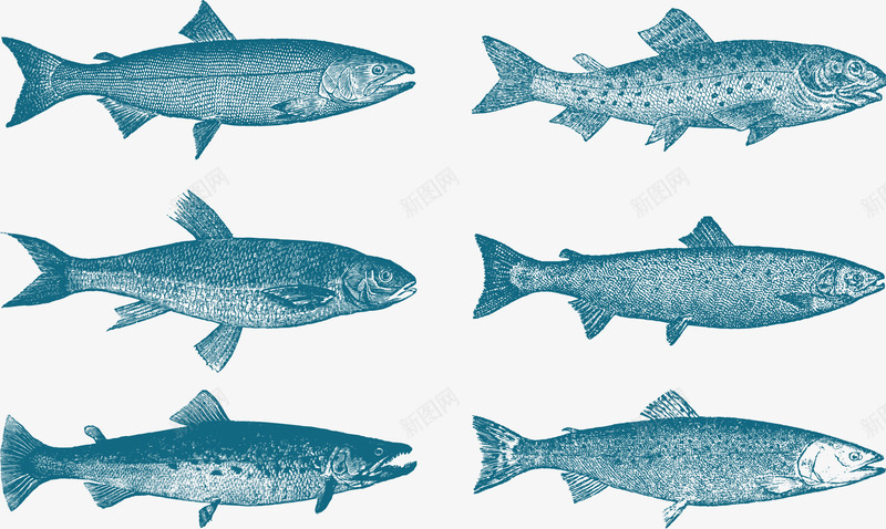 海洋多春鱼矢量图图标ai_新图网 https://ixintu.com 多春鱼 海洋 海洋物种 海洋生物 海里生物 生物 矢量图