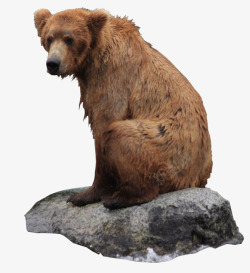 灰熊PNG坐在石头上狗熊高清图片