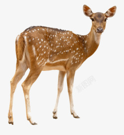 白斑回头的白斑棕色小鹿高清图片