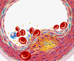 血脂细胞插图素材