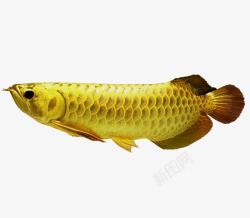 黄色观赏鱼野生金龙鱼高清图片