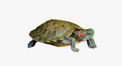 巴西龟向前爬行的小乌龟高清图片