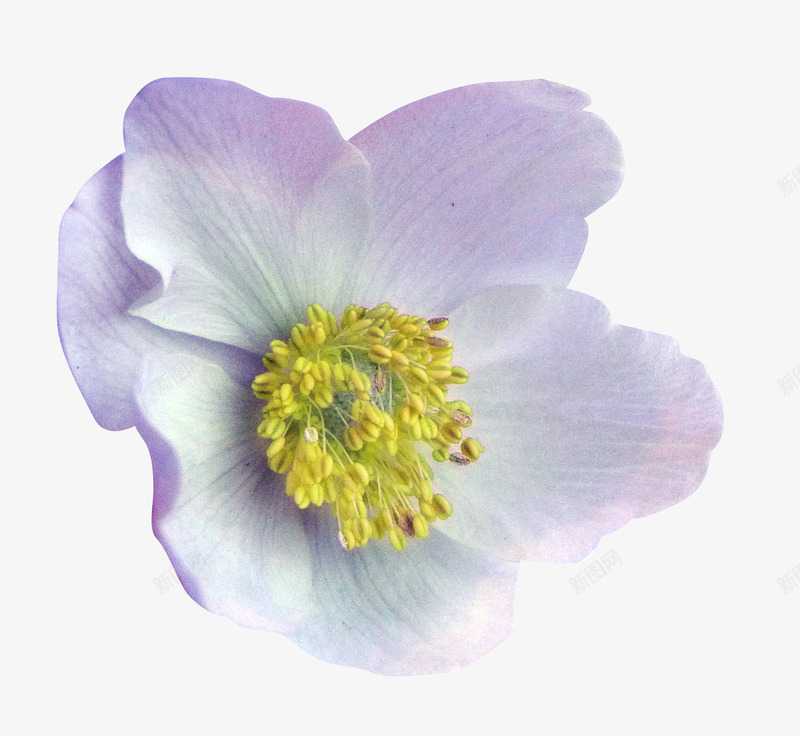 淡紫色小花png免抠素材_新图网 https://ixintu.com 实物写实 淡紫色花朵 清新文艺 花朵花卉 花朵花瓣 装饰图案 黄色花蕊