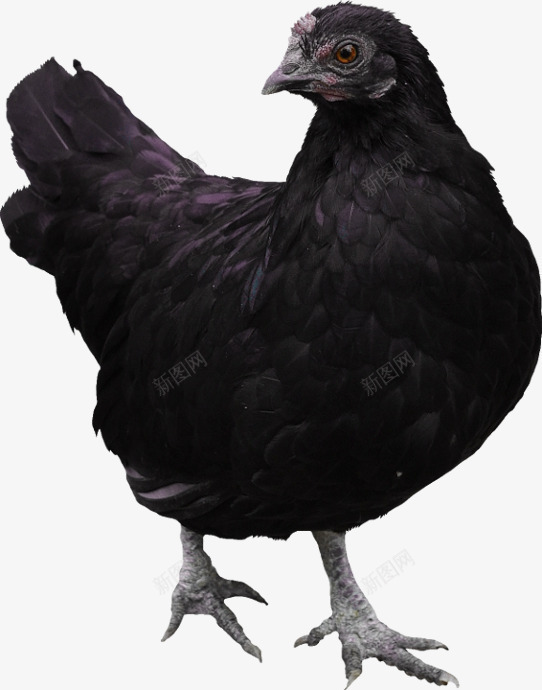 黑色母鸡png免抠素材_新图网 https://ixintu.com 一只母鸡 动物 家禽 母鸡 鸡 黑色