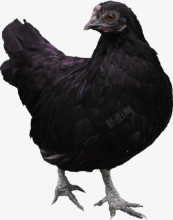 一只酱油鸡黑色母鸡高清图片