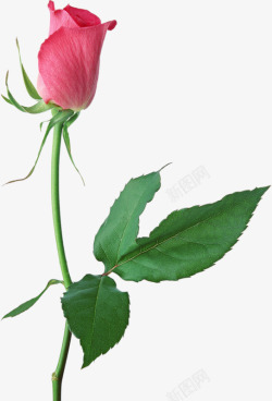 浪漫粉色花卉背景图片一朵玫瑰花高清图片