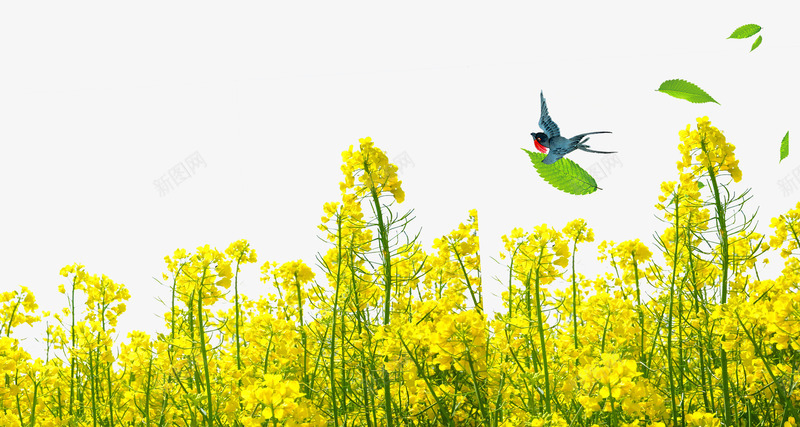 春季踏青黄色油菜花psd免抠素材_新图网 https://ixintu.com 唯美 手绘 春天 春季踏青 春游 油菜花 燕子 赏花