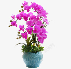 小盆栽花卉粉色植物高清图片