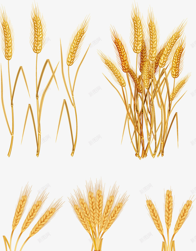 动感小麦png免抠素材_新图网 https://ixintu.com 小麦 芒种 麦 麦穗