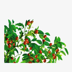 枣叶和枣子免抠一丛枣树叶高清图片