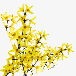 黄色连翘花朵素材
