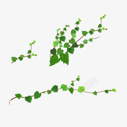 藤曼图片绿色的树叶高清图片