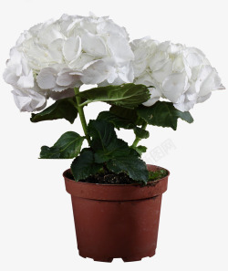 白色花卉盆栽素材