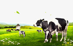黑白仙人草牧场的奶牛高清图片