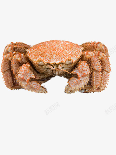 北海道毛蟹实物图png免抠素材_新图网 https://ixintu.com 海鲜 美味 美食 螃蟹