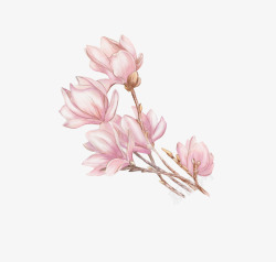 粉色白玉兰手绘白玉兰花朵高清图片