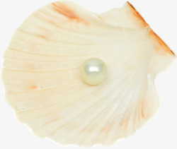 白色的贝壳和珍珠抠图素材