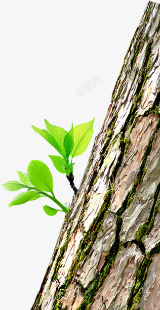 绿色大树希望生命png免抠素材_新图网 https://ixintu.com 大树 希望 生命 绿色