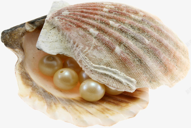 漂亮的贝壳和珍珠抠图png免抠素材_新图网 https://ixintu.com 免抠图 打开的贝壳 抠图 效果 珍珠 装饰 贝壳