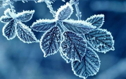 传统节气日期霜降节气枝叶植物元素高清图片