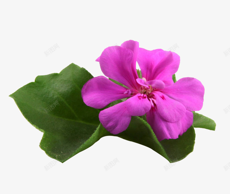 粉色天竺葵花png免抠素材_新图网 https://ixintu.com 天竺葵 天竺葵花 实物 植物 洋绣球 玫瑰香味 粉红 红花 自然 花 花瓣 高清图片