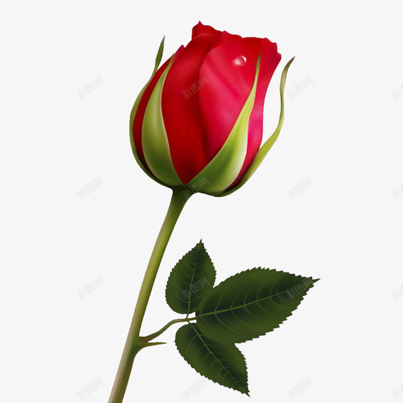 一朵花骨朵png免抠素材_新图网 https://ixintu.com 3D玫瑰 一朵玫瑰花 好看的 粉红色 美丽的 花朵 花瓣