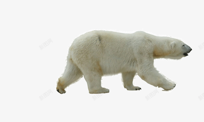 北极熊png免抠素材_新图网 https://ixintu.com 动物 北极熊 爬行动物 狗熊 生物 白色