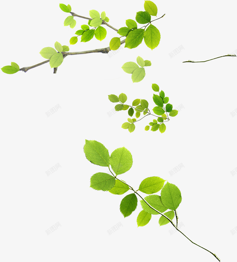 春季绿色树叶合集装饰png免抠素材_新图网 https://ixintu.com 春季 树叶 绿色 装饰